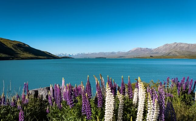 New Zealand Travel Questions
